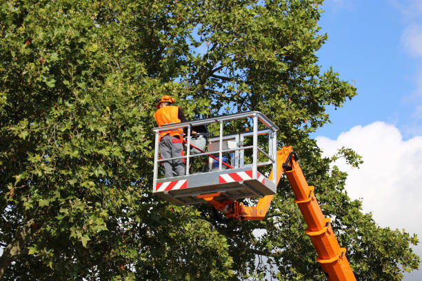 Best Hazardous Tree Removal  in Point Lookout, NY
